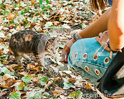 Tumblr Girl with Cat Stock Photo