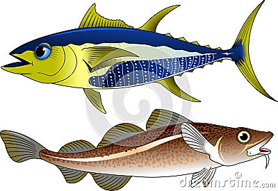 Tuna and codfish Cartoon Illustration