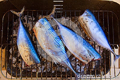 Tuna fish barbecue with bonito sarda and little tunny Stock Photo