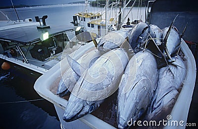 Tuna fish in container on fishing boat dawn Cairns Australia Stock Photo