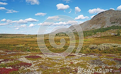 Tundra Stock Photo