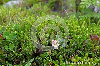 Tundra flowers Stock Photo