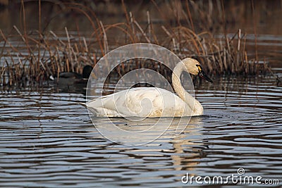 Tundra Swan Stock Photo