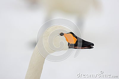 Tundra swan Stock Photo