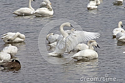 Tundra Swan Display Stock Photo