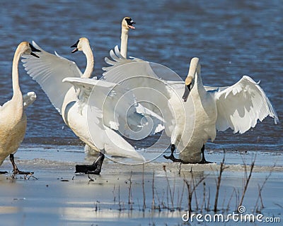 Tundra Swan disturbance on the ice shelf Stock Photo