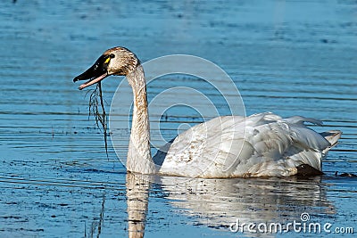 Tundra Swan Stock Photo