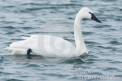 Tundra Swan - Cygnus columbianus Stock Photo