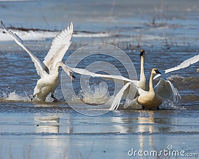 Tundra Swans leaping onto the ice Stock Photo