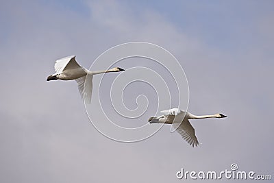Tundra Swans in migration Stock Photo