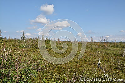 Tundra on the Taimyr Peninsula. Stock Photo