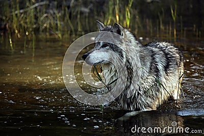 Tundra Wolf Stock Photo