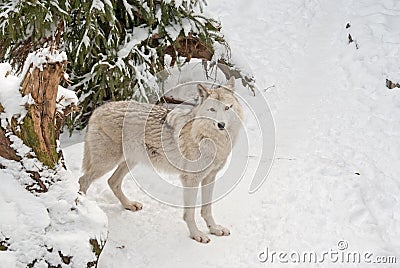 Tundra wolf on the snow Stock Photo