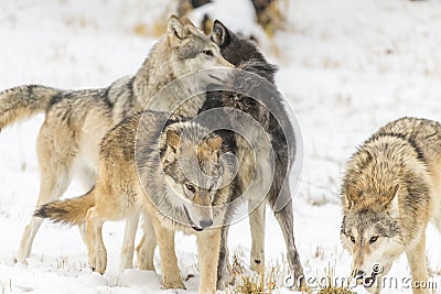 Tundra Wolves Stock Photo