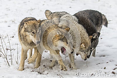 Tundra Wolves Stock Photo