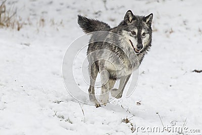 Tundra Wolves Stock Photo