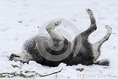 Tundra Wolves Stock Photo