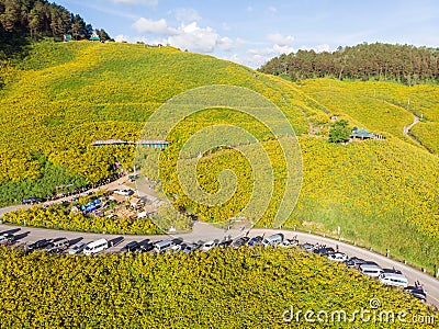 Tung Bua Tong is Mexican sunflower field with morning in Mae U K Editorial Stock Photo