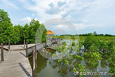 Tung Prong Thong or Golden Mangrove Field at Estuary Pra Sae, Rayong, Thailand Stock Photo