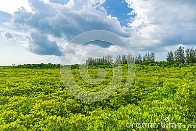 Tung Prong Thong or Golden Mangrove Field at Estuary Pra Sae, Rayong, Thailand Stock Photo