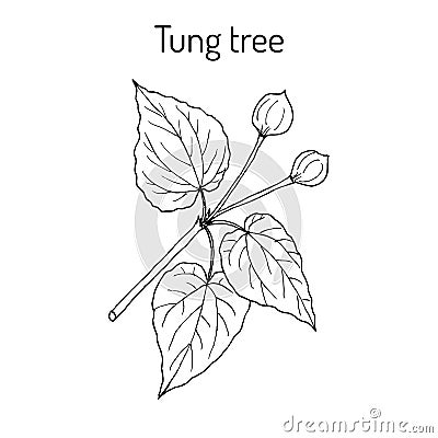 Tung tree Vachellia nilotica , medicinal plant Vector Illustration