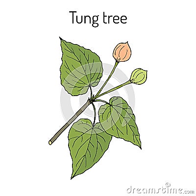 Tung tree Vachellia nilotica , medicinal plant Vector Illustration