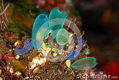 Tunicate on coral reef, underwater Stock Photo