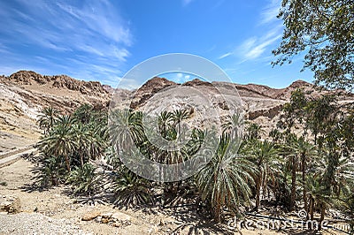 The oasis of Shebik is one of the ten most beautiful oases in th Stock Photo