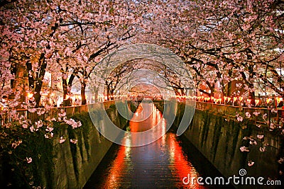 Cherry blossom Stock Photo