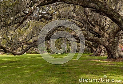 Tunnel of Live Oak Over Carpet of Green Grass Stock Photo