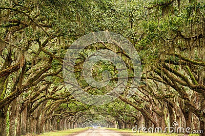 Tunnel of Live Oak Trees Stock Photo