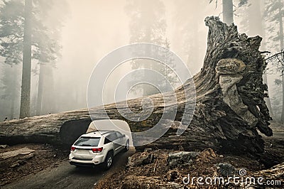 Tunnel Log, Sequoia National Park, USA Stock Photo