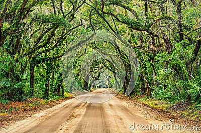 Tunnel of oaks, Botany Bay, South Carolina Stock Photo