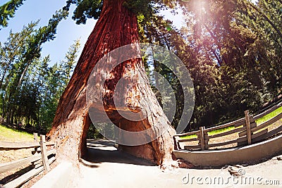 Tunnel through sequoia in Redwood National Park Stock Photo