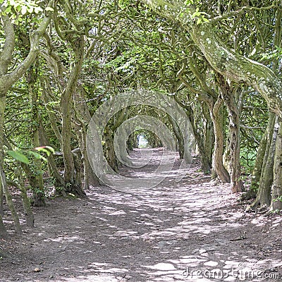 Tunnel of Trees Stock Photo
