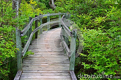 Tupelo Trail at Ferry Beach State Park Stock Photo