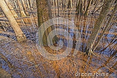 Tupelo Trees Growing in the Wetlands Stock Photo