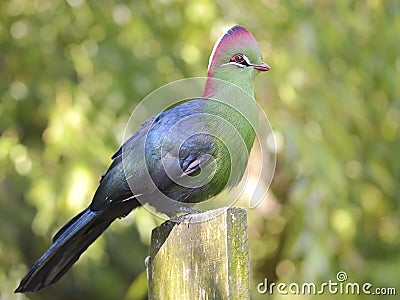 Turaco of fischer perched Stock Photo