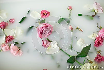 Milk in bath with roses Stock Photo