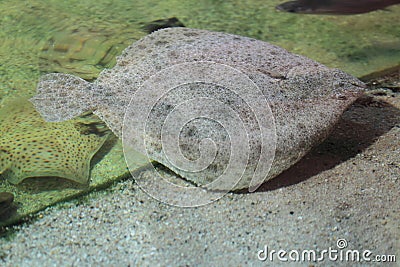 Turbot Stock Photo