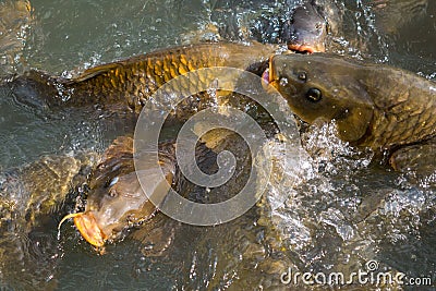 Fishes gimmick in lake Stock Photo