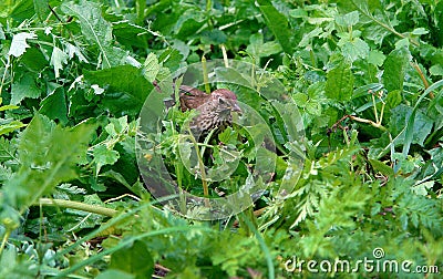 The Turdus bird Stock Photo