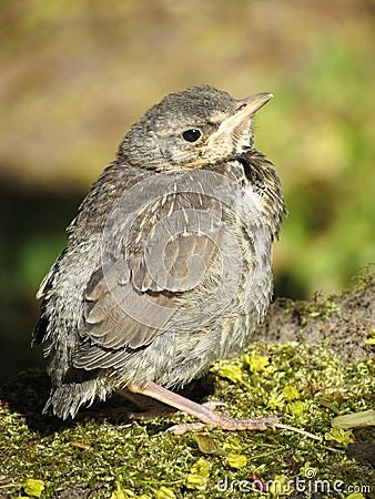 Turdus bird Stock Photo