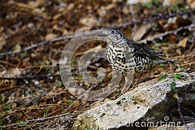 The charlo thrush is a bird of the Passeriformes order and of the Turdidae family. Stock Photo