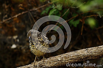 The charlo thrush is a bird of the Passeriformes order and of the Turdidae family Stock Photo