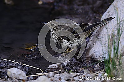 The charlo thrush is a bird of the Passeriformes order and of the Turdidae family Stock Photo