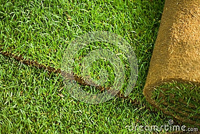 Turf grass roll background Stock Photo