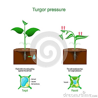 Turgor pressure. Plant cells osmosis Vector Illustration