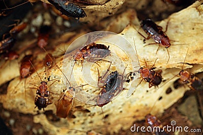 Turkestan cockroach (Blatta lateralis), also known as the rusty Stock Photo