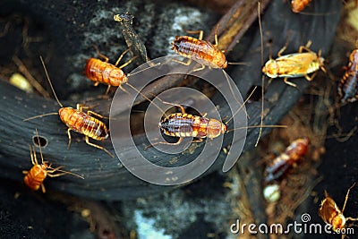 Turkestan cockroach (Blatta lateralis), also known as the rusty Stock Photo